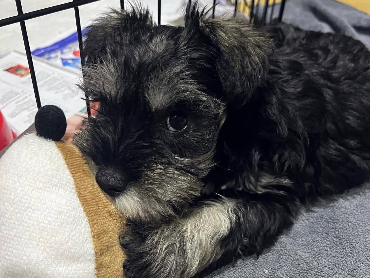 PEPPER thumbnail 2