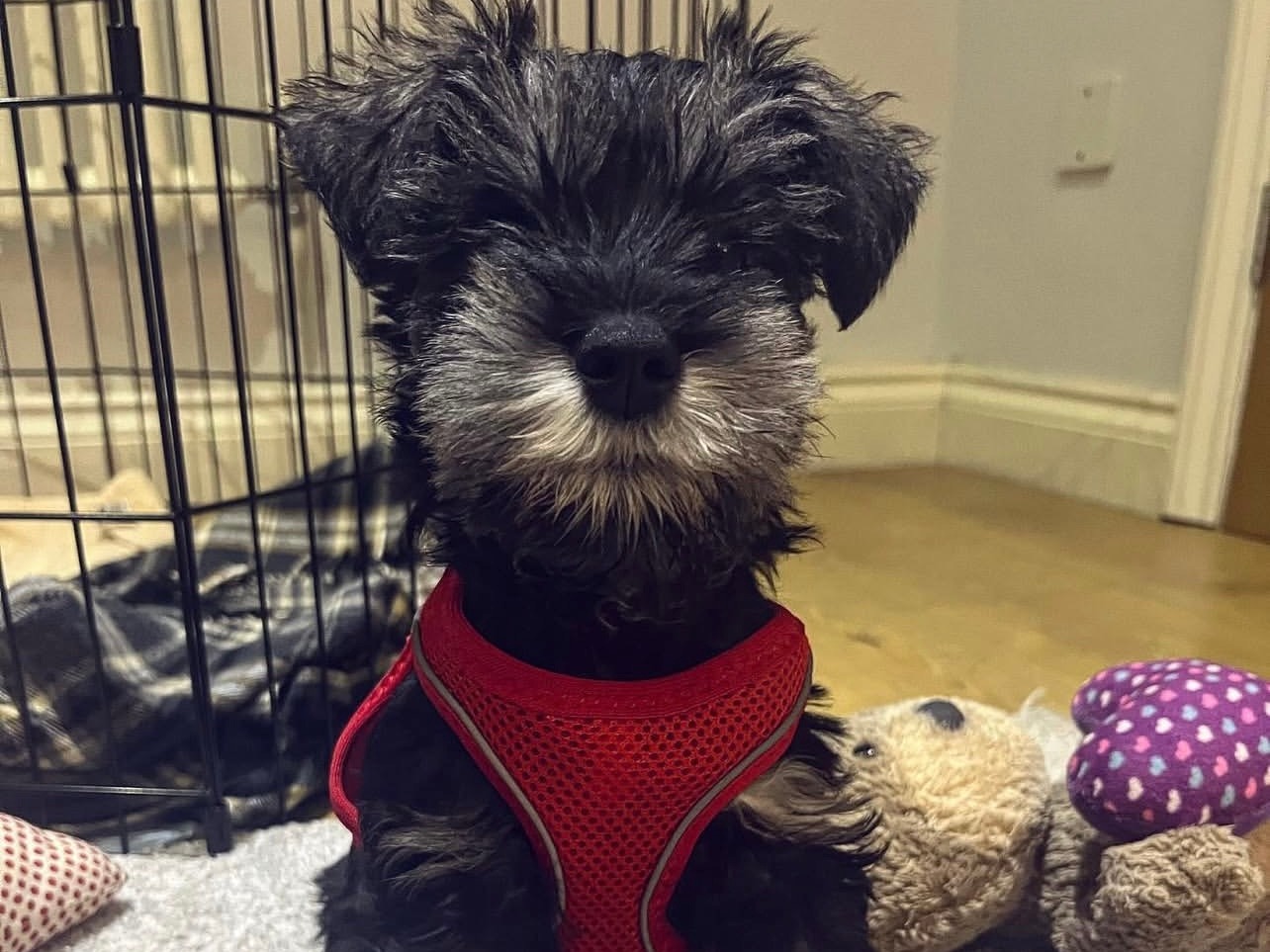 PEPPER thumbnail 3