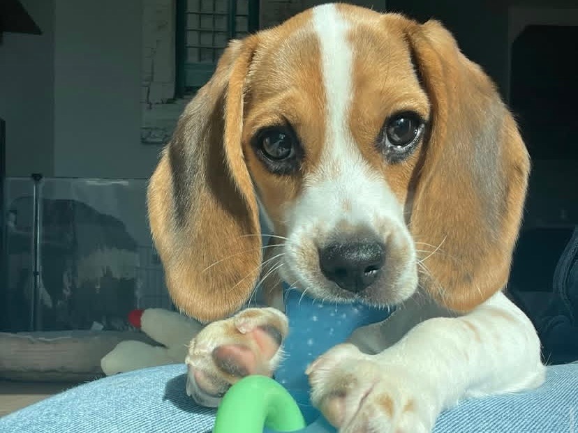 FLOOF thumbnail 2