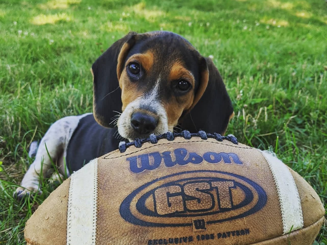 GUS