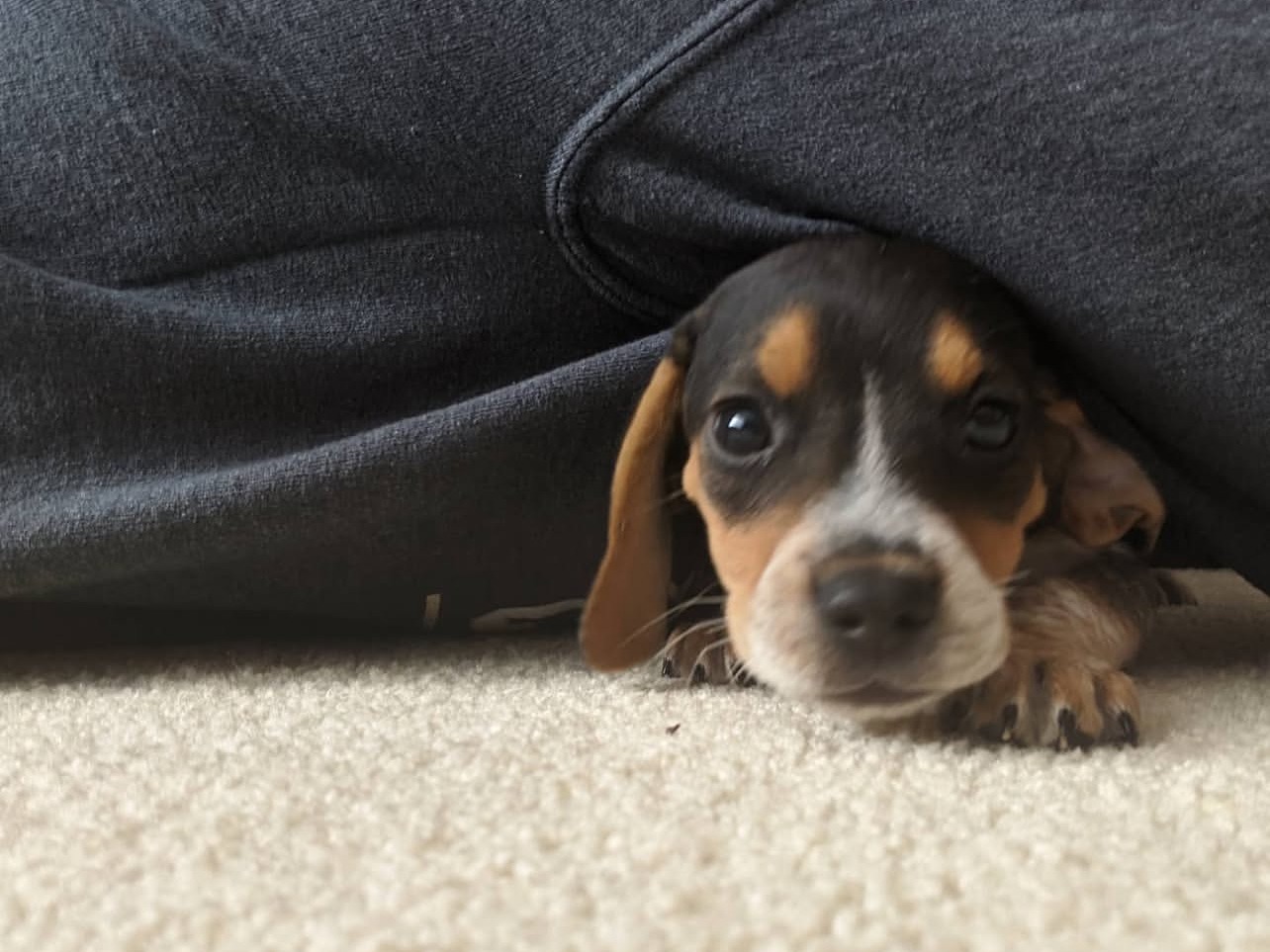 GUS thumbnail 2