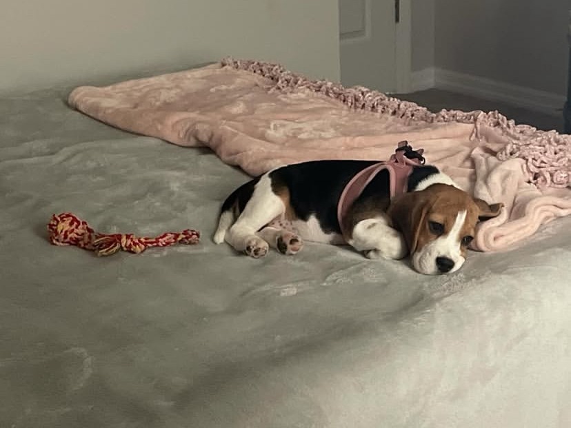 LILY thumbnail 2