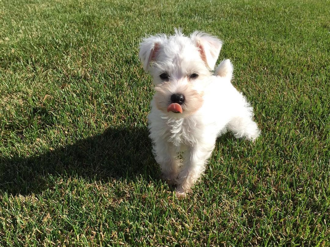 OLIVER